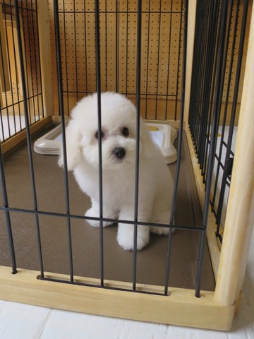 ¥Ó¥·¥ç¥ó¥Õ¥ê¡¼¥¼ ¤³¤¤¤Ì¾ðÊó »Ò¸¤¾ðÊó ²È²Êç½¸Ãæ bichonfrisepuppy ¸¤¤Î¼Ò²ñ²½ ¥Õ¥ó¥È¥Ò¥å¥Ã¥Æ bichonfrise #¥Ó¥·¥ç¥ó¥Õ¥ê¡¼¥¼ #¤³¤¤¤Ì¾ðÊó #»Ò¸¤¾ðÊó #²È²Êç½¸Ãæ #bichonfrisepuppy #¸¤¤Î¼Ò²ñ²½ #¥Õ¥ó¥È¥Ò¥å¥Ã¥Æ #bichonfrise _ 85.jpg