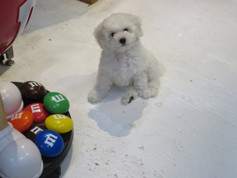 ӥե꡼ ̾ Ҹ ²罸 bichonfrisepuppy μҲ եȥҥå bichonfrise #ӥե꡼ #̾ #Ҹ #²罸 #bichonfrisepuppy #μҲ #եȥҥå #bichonfrise _ 87.jpg