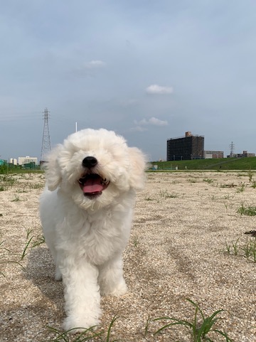 ӥե꡼ ̾ Ҹ ²罸 bichonfrisepuppy μҲ եȥҥå bichonfrise #ӥե꡼ #̾ #Ҹ #²罸 #bichonfrisepuppy #μҲ #եȥҥå #bichonfrise _ 92.jpg