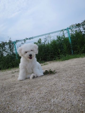 ¥Ó¥·¥ç¥ó¥Õ¥ê¡¼¥¼ ¤³¤¤¤Ì¾ðÊó »Ò¸¤¾ðÊó ²È²Êç½¸Ãæ bichonfrisepuppy ¸¤¤Î¼Ò²ñ²½ ¥Õ¥ó¥È¥Ò¥å¥Ã¥Æ bichonfrise #¥Ó¥·¥ç¥ó¥Õ¥ê¡¼¥¼ #¤³¤¤¤Ì¾ðÊó #»Ò¸¤¾ðÊó #²È²Êç½¸Ãæ #bichonfrisepuppy #¸¤¤Î¼Ò²ñ²½ #¥Õ¥ó¥È¥Ò¥å¥Ã¥Æ #bichonfrise _ 93.jpg