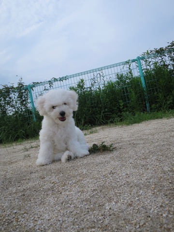 ӥե꡼ ̾ Ҹ ²罸 bichonfrisepuppy μҲ եȥҥå bichonfrise #ӥե꡼ #̾ #Ҹ #²罸 #bichonfrisepuppy #μҲ #եȥҥå #bichonfrise _ 93.jpg