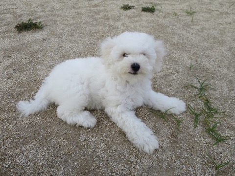 ӥե꡼ ̾ Ҹ ²罸 bichonfrisepuppy μҲ եȥҥå bichonfrise #ӥե꡼ #̾ #Ҹ #²罸 #bichonfrisepuppy #μҲ #եȥҥå #bichonfrise _ 94.jpg