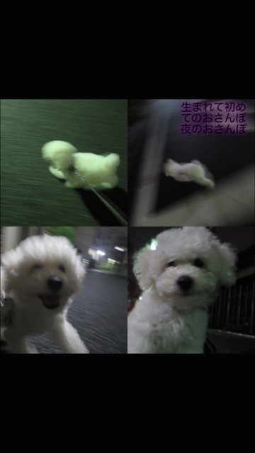 ¥Ó¥·¥ç¥ó¥Õ¥ê¡¼¥¼ ¤³¤¤¤Ì¾ðÊó »Ò¸¤¾ðÊó ²È²Êç½¸Ãæ bichonfrisepuppy ¸¤¤Î¼Ò²ñ²½ ¥Õ¥ó¥È¥Ò¥å¥Ã¥Æ bichonfrise #¥Ó¥·¥ç¥ó¥Õ¥ê¡¼¥¼ #¤³¤¤¤Ì¾ðÊó #»Ò¸¤¾ðÊó #²È²Êç½¸Ãæ #bichonfrisepuppy #¸¤¤Î¼Ò²ñ²½ #¥Õ¥ó¥È¥Ò¥å¥Ã¥Æ #bichonfrise _ 95.jpg