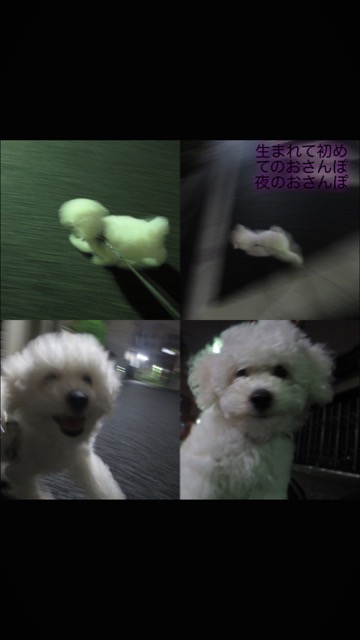 ӥե꡼ ̾ Ҹ ²罸 bichonfrisepuppy μҲ եȥҥå bichonfrise #ӥե꡼ #̾ #Ҹ #²罸 #bichonfrisepuppy #μҲ #եȥҥå #bichonfrise _ 95.jpg