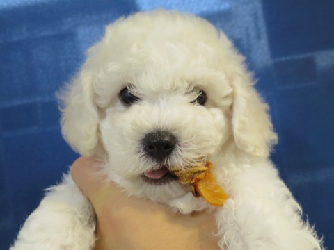 ӥե꡼ ̾ Ҹ ²罸 bichonfrisepuppy μҲ եȥҥå bichonfrise #ӥե꡼ #̾ #Ҹ #²罸 #bichonfrisepuppy #μҲ #եȥҥå #bichonfrise _ 44a.jpg