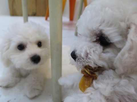 ӥե꡼ ̾ Ҹ ²罸 bichonfrisepuppy μҲ եȥҥå bichonfrise #ӥե꡼ #̾ #Ҹ #²罸 #bichonfrisepuppy #μҲ #եȥҥå #bichonfrise _ 44b.jpg