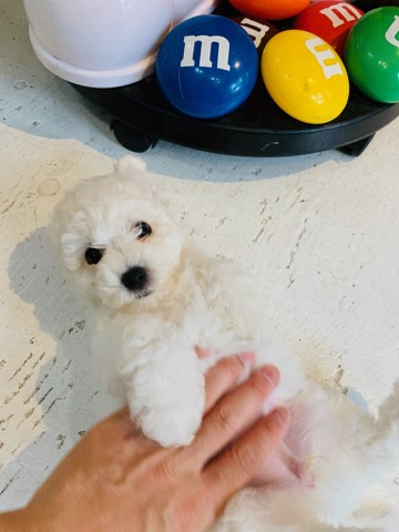 ӥե꡼ ̾ Ҹ ²罸 bichonfrisepuppy μҲ եȥҥå bichonfrise #ӥե꡼ #̾ #Ҹ #²罸 #bichonfrisepuppy #μҲ #եȥҥå #bichonfrise _ 44c.jpg