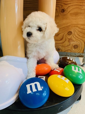 ӥե꡼ ̾ Ҹ ²罸 bichonfrisepuppy μҲ եȥҥå bichonfrise #ӥե꡼ #̾ #Ҹ #²罸 #bichonfrisepuppy #μҲ #եȥҥå #bichonfrise _ 44d.jpg