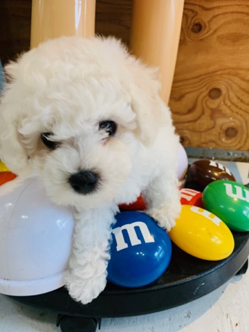 ӥե꡼ ̾ Ҹ ²罸 bichonfrisepuppy μҲ եȥҥå bichonfrise #ӥե꡼ #̾ #Ҹ #²罸 #bichonfrisepuppy #μҲ #եȥҥå #bichonfrise _ 44e.jpg