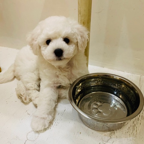 ӥե꡼ ̾ Ҹ ²罸 bichonfrisepuppy μҲ եȥҥå bichonfrise #ӥե꡼ #̾ #Ҹ #²罸 #bichonfrisepuppy #μҲ #եȥҥå #bichonfrise _ 44f.jpg