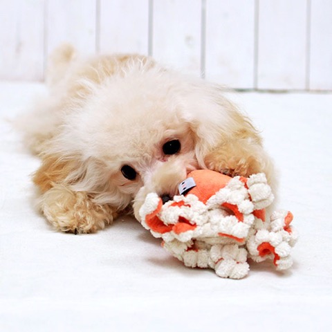 iDog&iCat ¥¢¥¤¥É¥Ã¥°¥¢¥¤¥¥ã¥Ã¥È iToy ¥Ú¥Ã¥ÈÍÑÉÛÀ½¤ª¤â¤Á¤ã ²èÁü ¸¤ÍѤª¤â¤Á¤ã ¤Ë¤ç¤í¤Ë¤ç¤í¥¿¥³¤µ¤ó _ 9.jpg