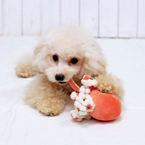 iDog&iCat ¥¢¥¤¥É¥Ã¥°¥¢¥¤¥¥ã¥Ã¥È iToy ¥Ú¥Ã¥ÈÍÑÉÛÀ½¤ª¤â¤Á¤ã ²èÁü ¸¤ÍѤª¤â¤Á¤ã ¤Ë¤ç¤í¤Ë¤ç¤í¥¿¥³¤µ¤ó _ 10.jpg