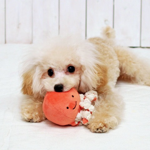 iDog&iCat ¥¢¥¤¥É¥Ã¥°¥¢¥¤¥¥ã¥Ã¥È iToy ¥Ú¥Ã¥ÈÍÑÉÛÀ½¤ª¤â¤Á¤ã ²èÁü ¸¤ÍѤª¤â¤Á¤ã ¤Ë¤ç¤í¤Ë¤ç¤í¥¿¥³¤µ¤ó _ 11.jpg