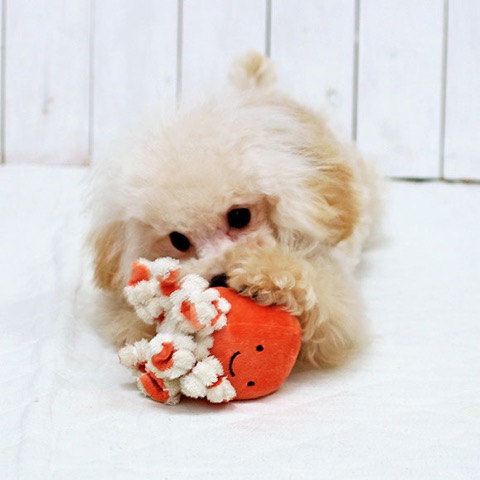 iDog&iCat ¥¢¥¤¥É¥Ã¥°¥¢¥¤¥¥ã¥Ã¥È iToy ¥Ú¥Ã¥ÈÍÑÉÛÀ½¤ª¤â¤Á¤ã ²èÁü ¸¤ÍѤª¤â¤Á¤ã ¤Ë¤ç¤í¤Ë¤ç¤í¥¿¥³¤µ¤ó _ 12.jpg
