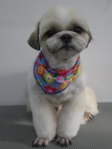 եȥҥå ȥߥ ȥߥ󥰥  ʸ   å  ú β Ҹ Ƹ ѥԡ puppy μҲ եȥҥåƽп  shihtzu  _ 2