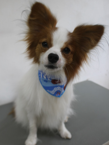 եȥҥå ȥߥ ȥߥ󥰥  ʸ  hundehutte ѥԥ ѥԥȥߥ ѤԤ Papillon  _ 1