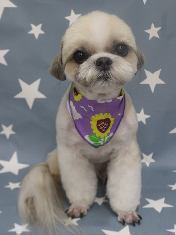 եȥҥå ȥߥ ȥߥ󥰥  ʸ   å  ú β Ҹ Ƹ ѥԡ puppy μҲ եȥҥåƽп  shihtzu  _ 3