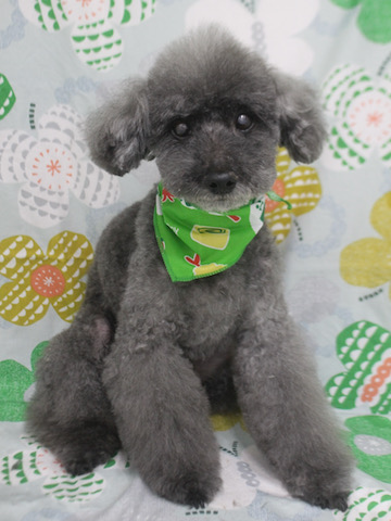 եȥҥå ȥߥ ȥߥ󥰥  ʸ  ȥסɥ ȥס å ҥ󥫥å ҥסɥ ֥åסɥ ס Ȥסɤ סɤ toypoodle ˥ եȥҥåƽп ס _ 1