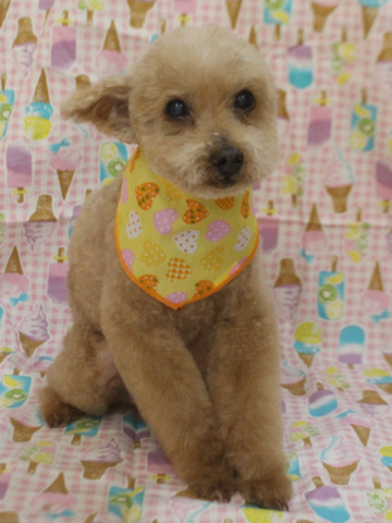 եȥҥå ȥߥ ȥߥ󥰥  ʸ  hundehutte ȥסɥ ȥס å ˥ ˥ȥߥ Ȥסɤ סɤ toypoodle ޥ _ 2