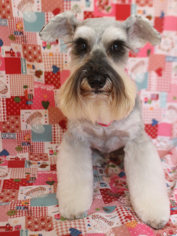 եȥҥå ȥߥ ȥߥ󥰥  ʸ  ߥ˥奢ʥ ʥå ߤˤ夢ʤ ʤ  miniatureschnauzer schnauzer եȥҥåƽп  _ 1