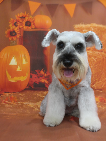 եȥҥå ȥߥ ȥߥ󥰥  ʸ  ߥ˥奢ʥ ʥå ʤ  miniatureschnauzer schnauzer  ϥ Ϥ halloween 2022 եȥҥåƽп  _ 2