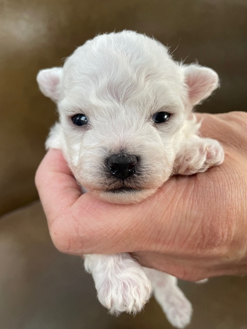 ボロニーズ ボロニーズ犬 ぼろにーず こいぬ 子犬 仔犬 puppy フントヒュッテ 東京 希少犬 どこにいる 犬 家族募集 家族募集中 犬の社会化 犬の社会化トレーニング hundehutte フントヒュッテ出身 bolognese bolognesedog _ 最高 2