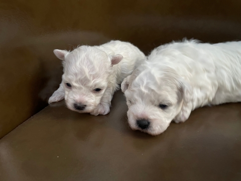 ボロニーズ ボロニーズ犬 ぼろにーず こいぬ 子犬 仔犬 puppy フントヒュッテ 東京 希少犬 どこにいる 犬 家族募集 家族募集中 犬の社会化 犬の社会化トレーニング hundehutte フントヒュッテ出身 bolognese bolognesedog _ 最高 5