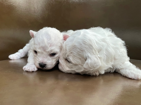 ボロニーズ ボロニーズ犬 ぼろにーず こいぬ 子犬 仔犬 puppy フントヒュッテ 東京 希少犬 どこにいる 犬 家族募集 家族募集中 犬の社会化 犬の社会化トレーニング hundehutte フントヒュッテ出身 bolognese bolognesedog _ 最高 6