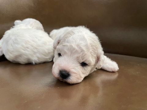 ボロニーズ ボロニーズ犬 ぼろにーず こいぬ 子犬 仔犬 puppy フントヒュッテ 東京 希少犬 どこにいる 犬 家族募集 家族募集中 犬の社会化 犬の社会化トレーニング hundehutte フントヒュッテ出身 bolognese bolognesedog _ 最高 7