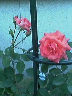 20050927_29894.jpg