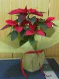 20051129_75237.jpg
