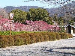zuishinin3