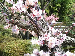 zuishin1