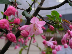 takase2