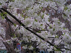 takase3