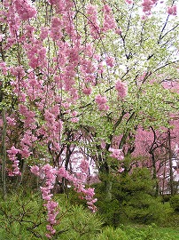 heian4