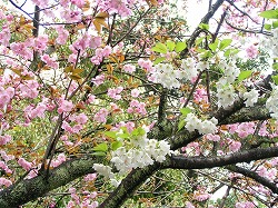 heian8