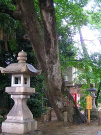 yuzu7
