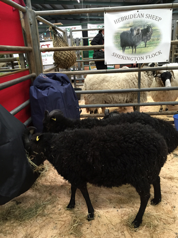 Hebridean sheep