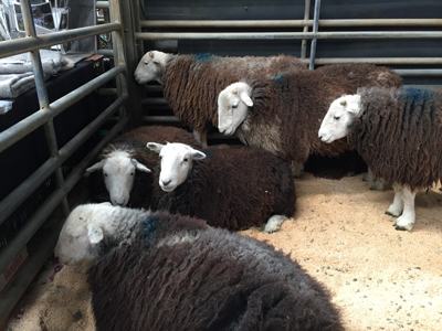 Herdwick