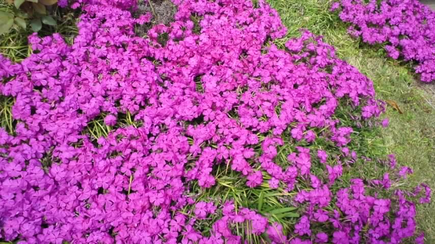 芝桜