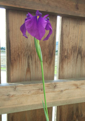 1輪目の野花菖蒲
