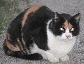 みーやん