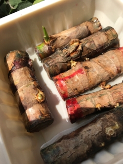 ティーリーフの育て方 （2） | Hālau Hula O Kalehuaokapuanani