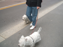 犬