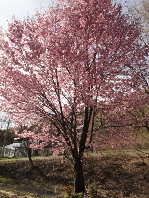 食堂前の桜