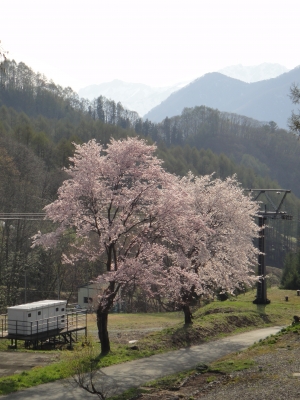 道の桜