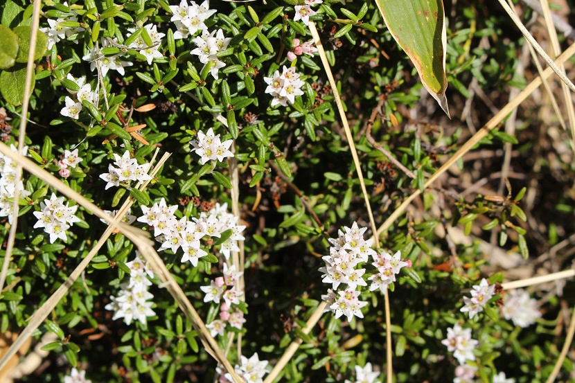 IMG_4477.jpg