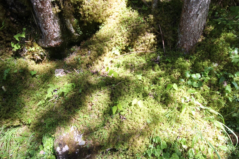 IMG_7006.jpg