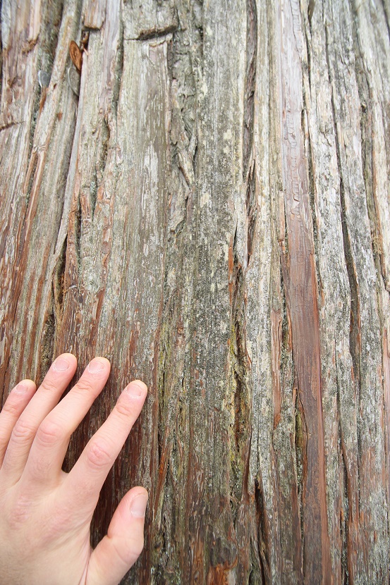 IMG_0909.jpg